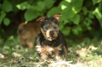 Picture of Australian Terrier puppy near greenery