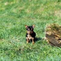 Picture of australian terrier puppy sitting on grass