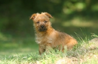 Picture of Australian Terrier puppy sitting on grass
