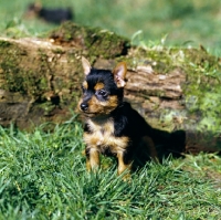 Picture of australian terrier puppy sitting on grass by a log