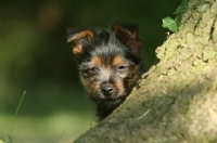 Picture of Australian Terrier puppy