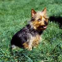 Picture of australian terrier sitting on grass