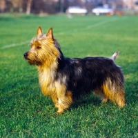 Picture of australian terrier standing in a field
