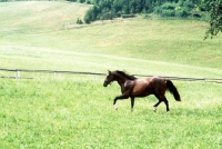 Picture of austrian half blood colt at wilhelm, piber