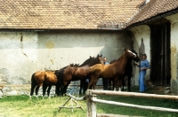 Picture of austrian half blood colts at wilhelm, piber 