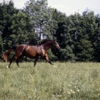 Picture of Austrian Half bred colt cantering