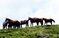 Picture of austrian half bred horses at piber 