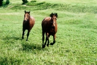 Picture of Austrian Half bred horses cantering up hill