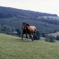 Picture of Austrian Half bred mare and foal cantering up hill