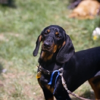 Picture of austrian hound head and shoulder shot