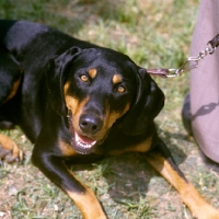 Picture of austrian hound head shot