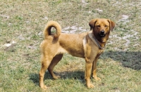 Picture of Austrian Short haired Pinscher