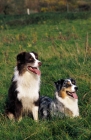 Picture of austrlian shepherd pair, lying down