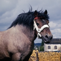 Picture of Avenir de Latour, Ardennais stallion, head and shoulders 