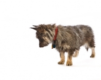 Picture of Avon terrier looking down. New breed crossing the Cairn Terrier and two other terrier breeds.