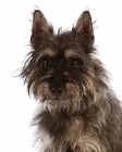 Picture of Avon terrier portrait. New breed crossing the Cairn Terrier and two other terrier breeds.
