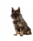 Picture of Avon terrier sitting down. New breed crossing the Cairn Terrier and two other terrier breeds.