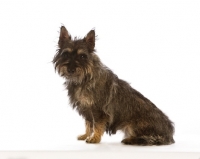 Picture of Avon terrier sitting down. New breed crossing the Cairn Terrier and two other terrier breeds.