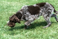 Picture of axius, korthals griffon, trotting purposefully, nose to the ground