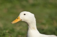 Picture of Aylesbury duck, profile