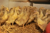 Picture of Aylesbury ducklings