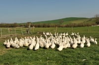 Picture of Aylesbury ducks 