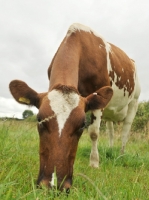 Picture of Ayrshire cow grazing