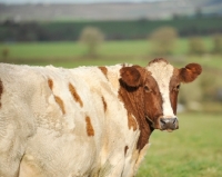 Picture of Ayrshire cow