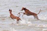 Picture of Azawakh dogs running in water