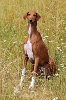 Picture of Azawakh sitting in grass