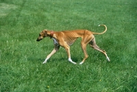 Picture of azawakh trotting, striding along across grass