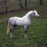 Picture of Azymah, american arab