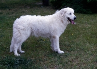 Picture of baara von delfinie, slovakian sheepdog standing