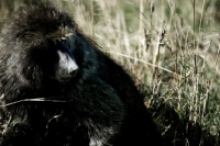 Picture of baboon amongst long grass