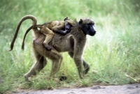 Picture of baboon carrying baby on her back