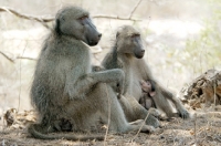 Picture of Baboon family