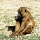 Picture of baboon holding hand near mouth