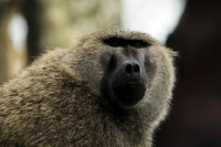 Picture of Baboon looking at camera