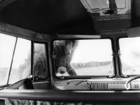 Picture of baboon looking into car at safari park