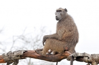 Picture of Baboon on branch