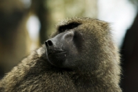 Picture of baboon portrait