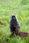 Picture of baboon sitting in a field