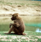 Picture of baboon sitting on grass, windsor safari park