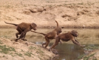 Picture of baboons in windsor safari park jumping stream