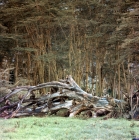 Picture of baboons on a fallen tree in east africa