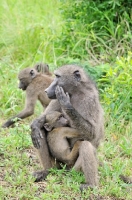 Picture of Baboon