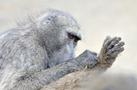 Picture of Baboon