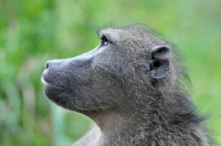 Picture of Baboon