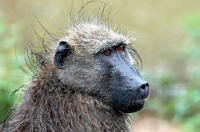 Picture of Baboon