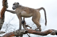 Picture of Baboon